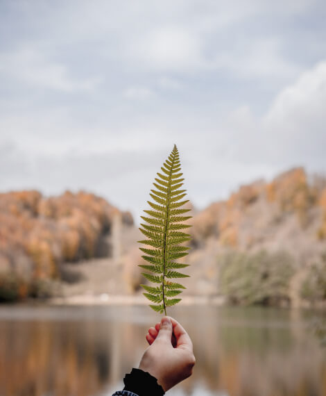 Home Leaf 2